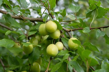 Green plums ripening on the branch of a plum tree in an orchard