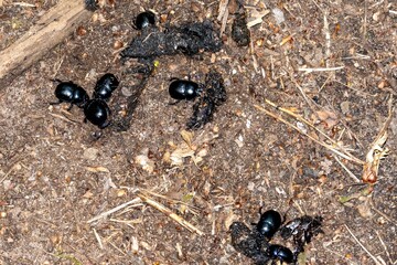 Dung beetles working on compost heap recycling organic waste
