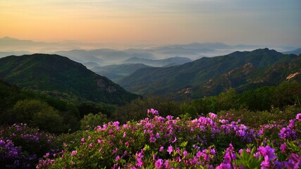 Fototapeta premium Beautifully blooming Hwangmaesan Mountain scenery
