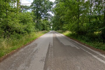 Deteriorating asphalt road leading into lush forest canopy