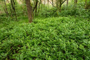 Wild blueberry bushes growing in lush forest undergrowth