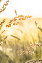 Golden wheat ears close-up in a sunlit rural field – ripe grain harvest macro texture with warm...