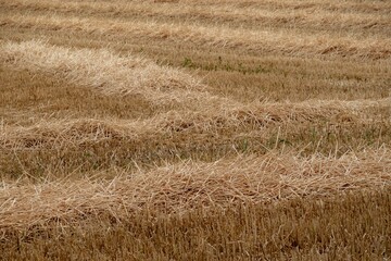Fototapeta premium Harvested wheat field creating lines of straw in rural landscape