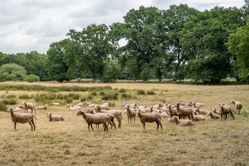Flock of sheep grazing in a dry field near green trees