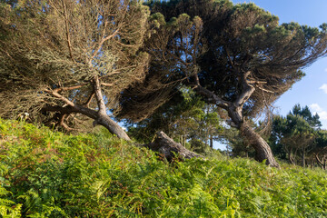 Two inclined maritime pines growing on ferns covered slope in brittany