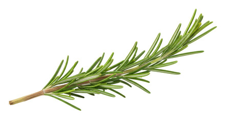 Fototapeta premium Isolated Rosemary Sprig