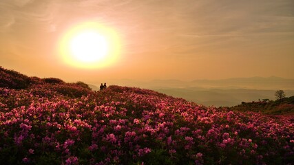 Beautifully blooming Hwangmaesan Mountain scenery