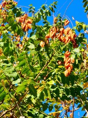 Close-up of seed pods on Koelreuteria paniculata tree in autumn, with a green leaves and brown...
