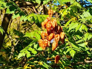 Koelreuteria paniculata seeds close-up of brown seeds and green leaves. Selective focus. Native to East Asia. Golden shower, pride of India, Chinese tree and lacquer tree.