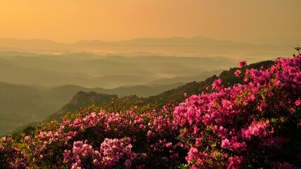 Beautifully blooming Hwangmaesan Mountain scenery