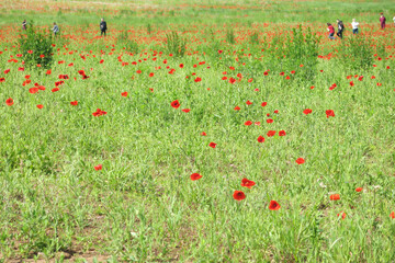 People are walking in a field of wild red blooming poppies