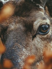 Fototapeta premium Close-up of a brown fawn with large, round eye in focus amidst autumn leaves.