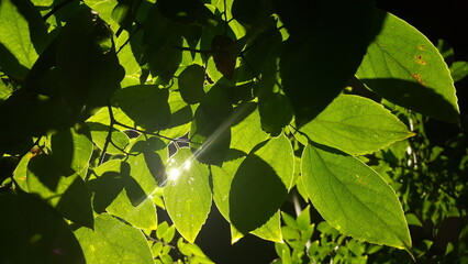 Dappled Green Leaves After the Rain