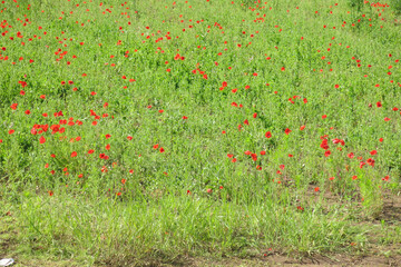 field of wild red blooming poppies