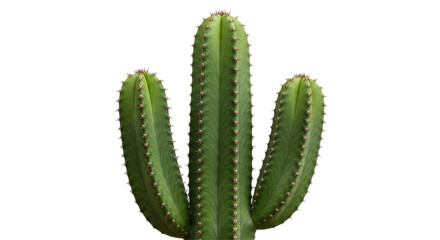 Isolated Cactus