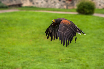 Bird show
