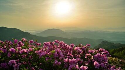 Fototapeta premium Beautifully blooming Hwangmaesan Mountain scenery