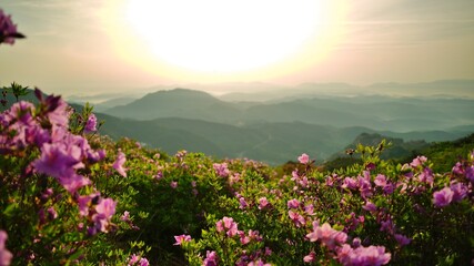 Obraz premium Beautifully blooming Hwangmaesan Mountain scenery
