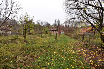 deer in the woods