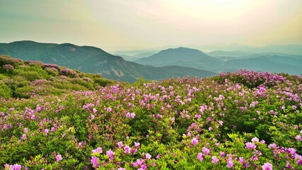 Beautifully blooming Hwangmaesan scenery
