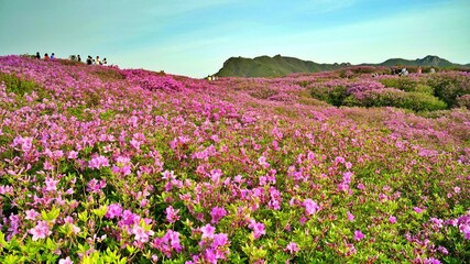 Beautifully blooming Hwangmaesan scenery