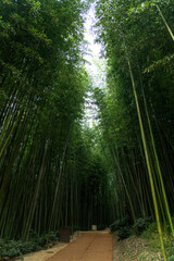Fototapeta premium walkway in the bamboo forest