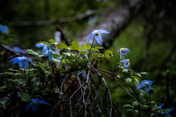 Delicate Blue Wildflowers Growing in a Moody Forest Setting