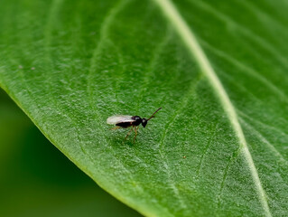 fly on leaf