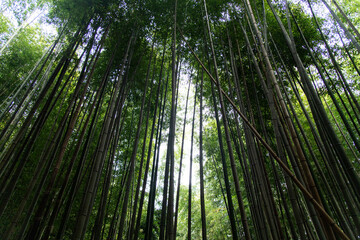 bamboo forest in Juknokwon