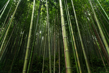 bamboo forest in Juknokwon