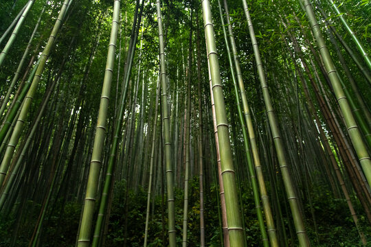 bamboo forest in Juknokwon