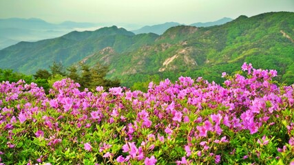 Obraz premium Beautifully blooming Hwangmaesan scenery