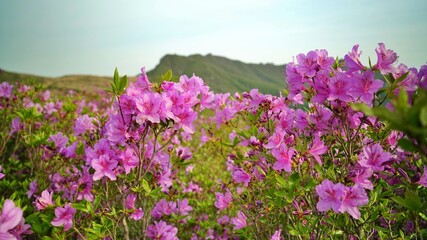 Beautifully blooming Hwangmaesan scenery