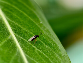 fly on leaf