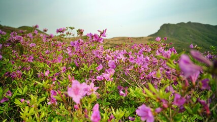 Obraz premium Beautifully blooming Hwangmaesan scenery