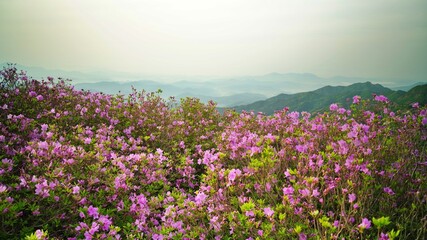 Beautifully blooming Hwangmaesan scenery