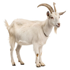 Fototapeta premium Goat isolated on white background