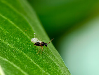 fly on leaf
