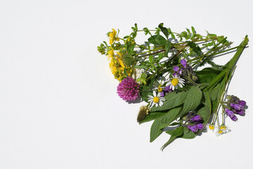 Various kinds of herbs on a white background, copy space for text