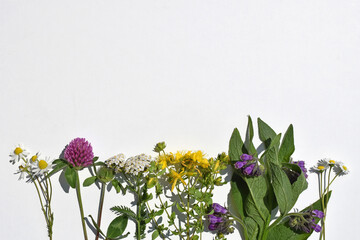 Various kinds of herbs on a white background, copy space for text