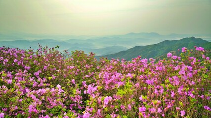Obraz premium Beautifully blooming Hwangmaesan scenery