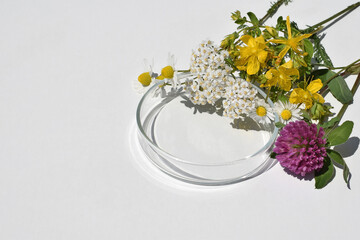 Petri dish and various kinds of herbs on a white background, copy space for text