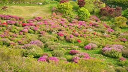 Beautiful Rhododendron Gardens in Korea