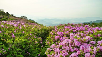 Beautifully blooming Hwangmaesan scenery