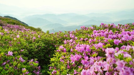 Beautifully blooming Hwangmaesan scenery