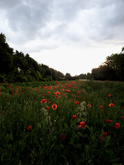 poppies
