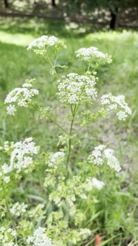 Close-up of delicate white Hemlock or Conium maculatum in a green setting