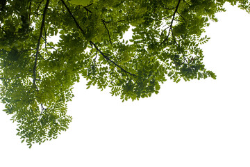 tropical green leaves isolated on white background