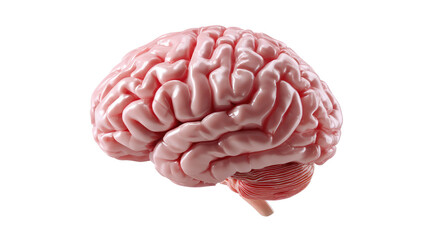 Anatomical Marvel: An isolated, meticulously rendered human brain, showcasing its intricate folds and textures, perfect for medical and scientific visualizations.