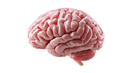 Anatomical Marvel: An isolated, meticulously rendered human brain, showcasing its intricate folds and textures, perfect for medical and scientific visualizations.